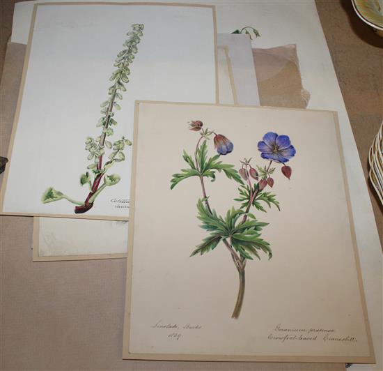 Botanical watercolours